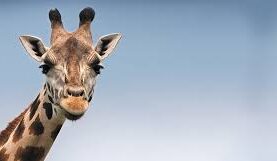 a cute jiraf
