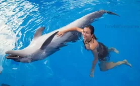 dolphin with a girl